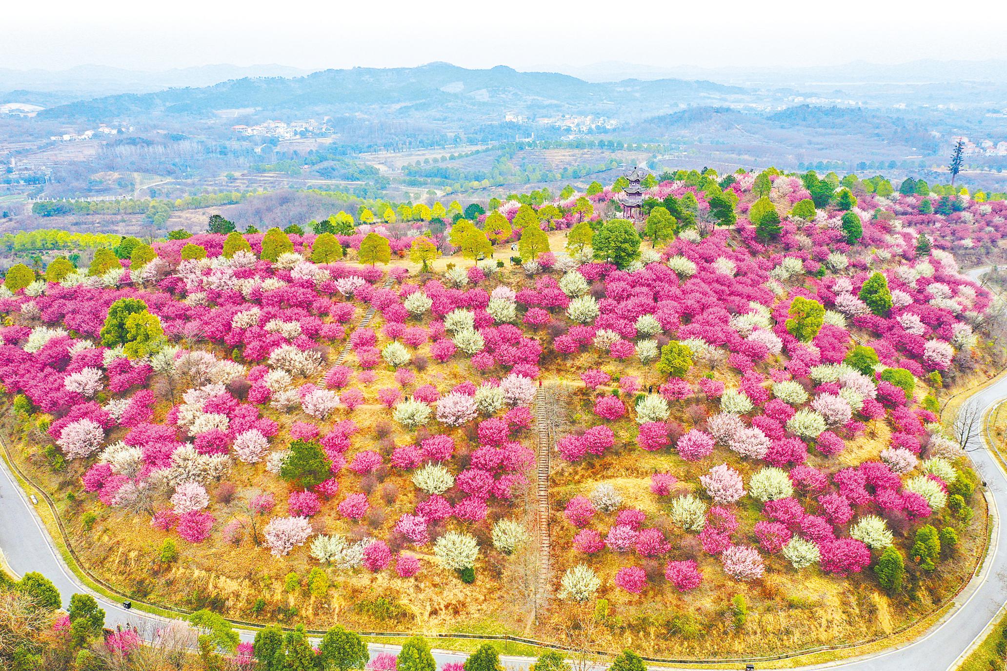 2月21日,在武汉市黄陂木兰花谷梅花林,300亩数十个品种的梅花正是盛